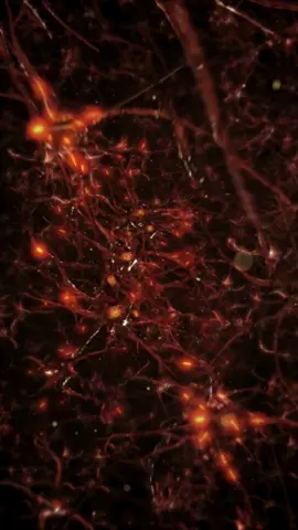 The Nervous System #fyp #STEMTok #fypシ゚ #edits #nervoussystem  #science #discovery