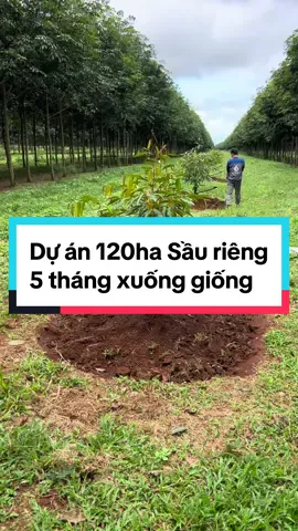 Quay lại Dự án 120ha sầu riêng (GĐ2) sau 5 tháng xuống giống.  #annonggialai Tư vấn  #giaiphaptuoitieu Phù hợp, Hiệu quả, Tiết kiệm. @TRI AGRI @Điện Mặt Trời & Hệ thống tưới 