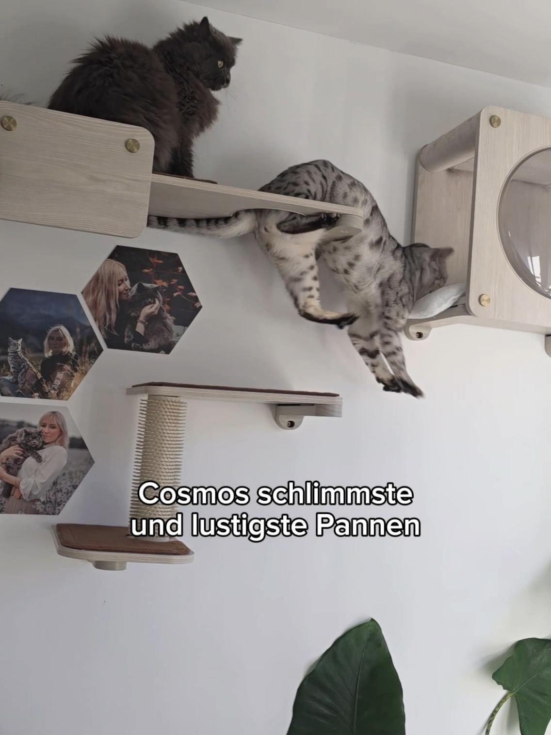 Unser Cosmo Kätzchen ist schon ein Tollpatsch  #katzen #lustigekatzen #kätzchen #katzenvideos 