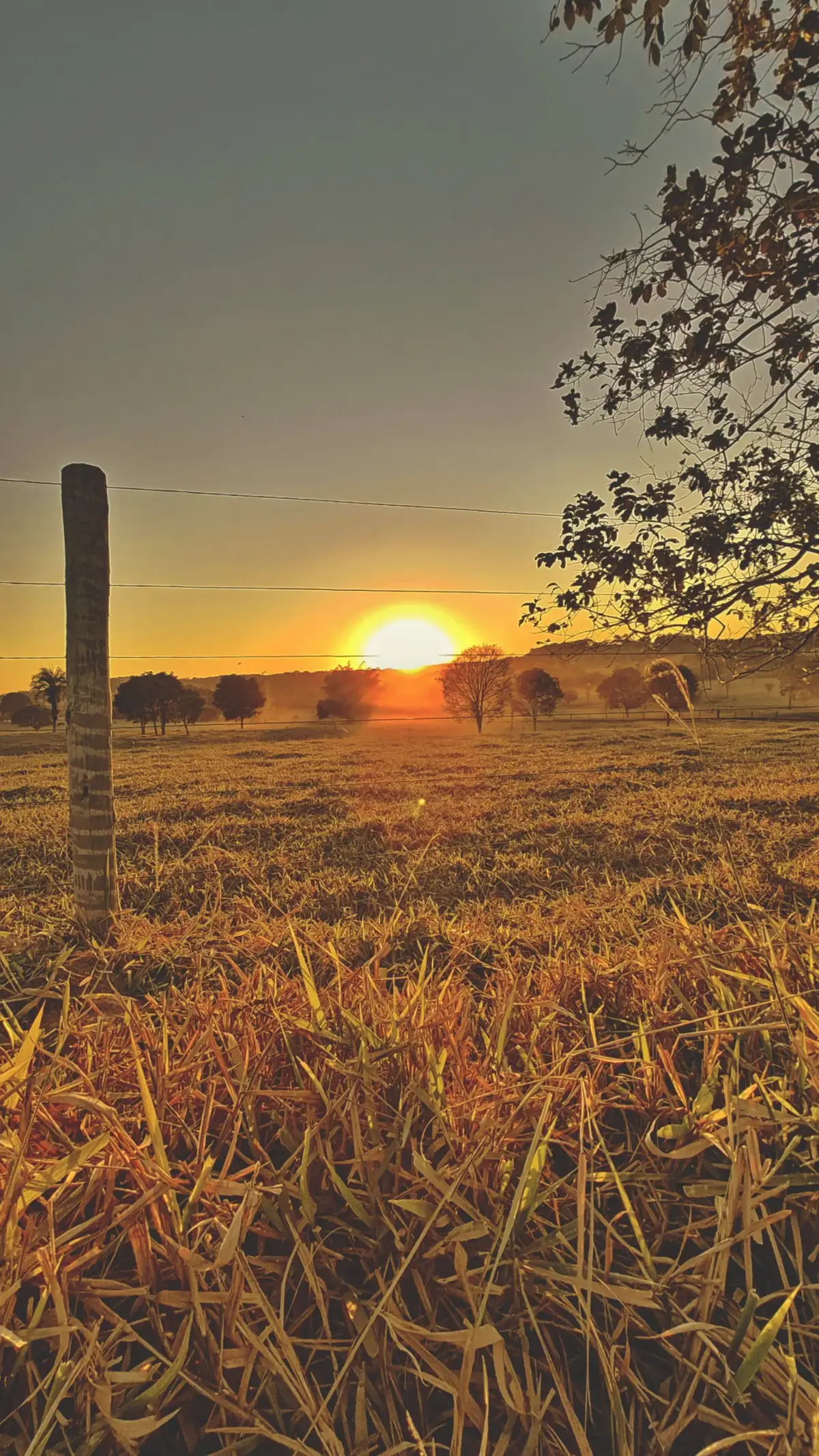 #zezedicamargo #modao #sertanejo 