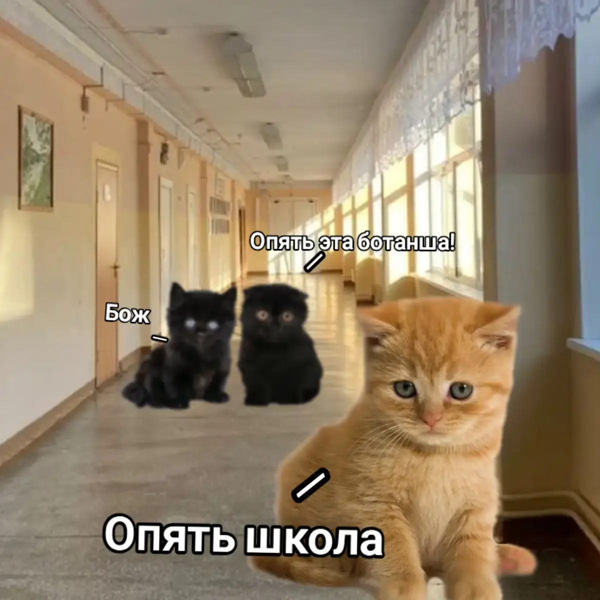 История с котиками..#Котики#Истории#Грустно