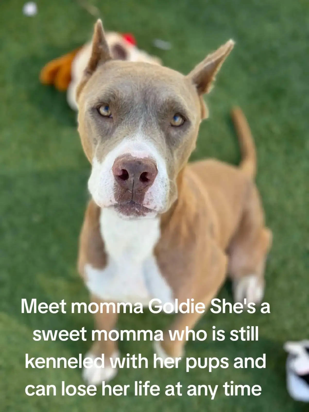 name starbuck #A628511. no momma left behind.  calm in her kennel.  allowed me around her pups.  easy to leash.  knows how to walk well on a leash.  knows how to take treats nicely.  she's treat motivated.  knows sit.  she loves receiving affection from her human.  can be a little jumpy but is very gentle with it. has a mellow and loving personality.  low energy level.  likes to give kisses.  low maintenance type of girl.  gives couch potato vibes in the household.  wouldn't require much daily exercise.  great apartment pup.  If you would like more information on goldie or you would like to apply to adopt or foster. please go to @Rescue Dog Army to fill out an application. out of state adoption is possible.  Goldie is located at Harris county pet's in Houston TX. 