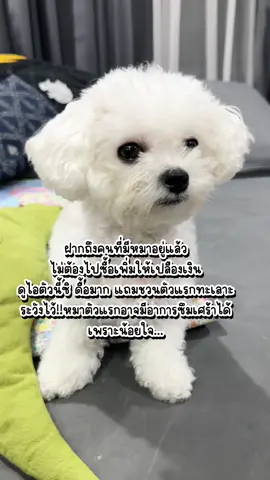 🥲🥲 ฝากไว้ให้คิด #dog #bichonmaltese #หมาตลก #บิชอง #มอลทีส #ทาสหมา #เทรนด์วันนี้ #หมากลับกล้อง 