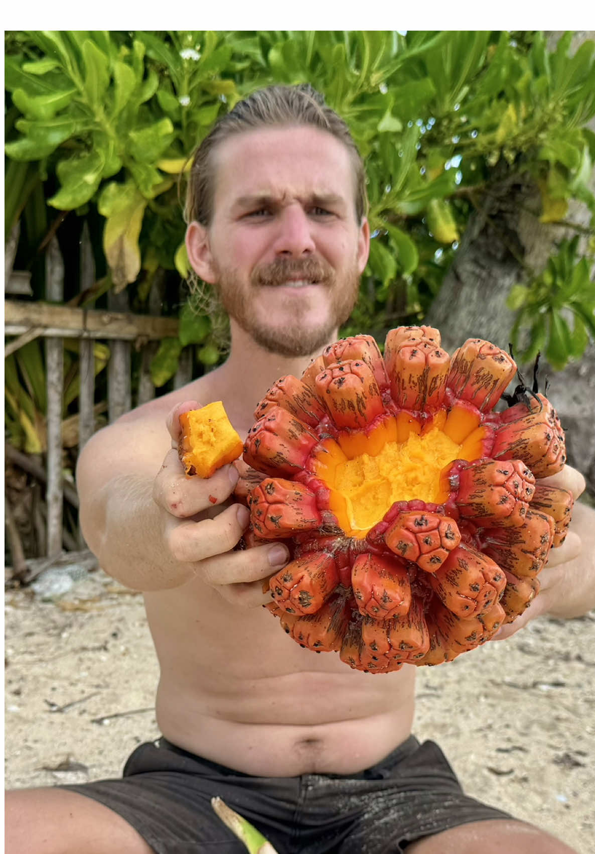 This fruit looks insanely epic but it’s most of all a survival fruit. It doesn’t have much flesh but is super dense in nutrients. This fruit grows very abundantly on undisturbed tropical beaches and we love to munch on them every time we find some!🤩 🔥Join The Thai Fruit Retreat 14-20 June 2025 - Click the link in our Bio to apply!🔥