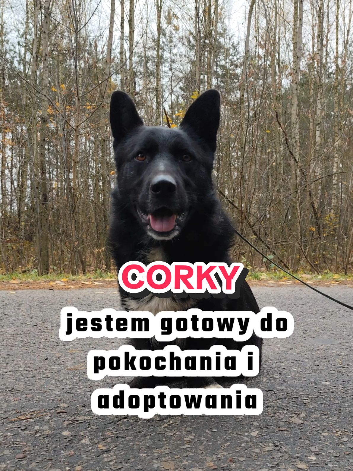 CORKY to spokojny pies, który z radością będzie towarzyszem twoich spacerów. Uległy wobec człowieka, ma dobre relacje z innymi psami. #dlaciebie #dc #foru #fyp #foryoupage❤️❤️ #dogsoftiktok #dogtok #dog #adoptme #pies #everyone #friends 