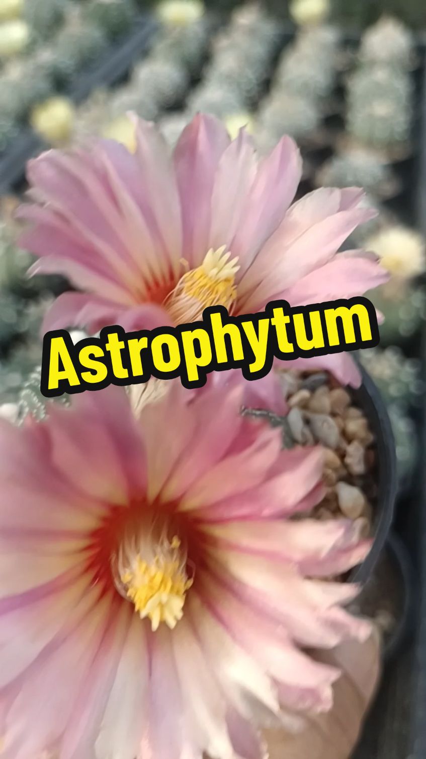 Astrophytum ดอกชมพูสวยๆ🌸🌸#cactus #cacti #แอสโตรไฟตัม 