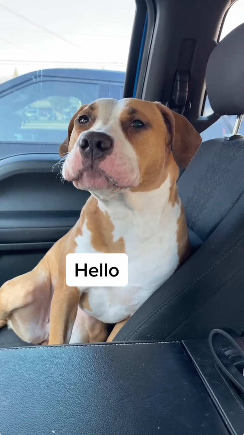 Dogs really can understand English #dog #dogs #dogsoftiktok #dogsofttiktok #doglover #doglover #dogmom #dogtok #funnyvideos #funnyvideo 