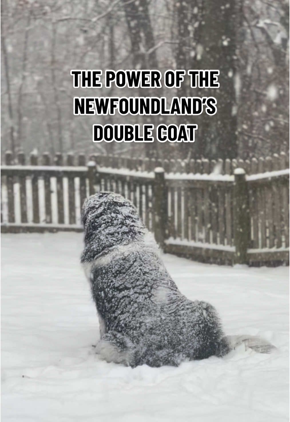 #DidYouKnow that Newfoundland dogs have a versatile double coat? Their coat not only keeps them warm but also repels water!  Their top coat consists of long guard hairs that have an oily texture.  The undercoat is short and dense and helps to keep them warm in frigid weather.  The Newfoundland’s coat is one of the reasons why they’re able to excel at water rescue work and enjoy the snow without getting cold. #tiktokhumanitiescampaign #newfoundlanddog #newfoundlands #newfiesoftiktok #doublecoat #snowdog 