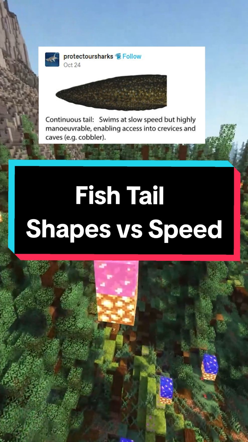 The shape of a fish's caudal tail can tell you a lot about how fast the fish moves! A rounded tail is the slowest and a lunate tail is the fastest! The lunate tail has the most optimal ratio of high thrust and low draw, making it the fastest. #qna #storytime #funny #tumblr #knowledge #biology 