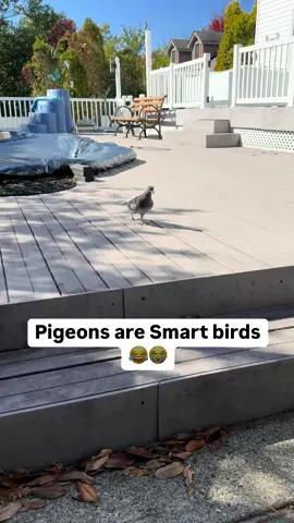 Pigeons dont care 😂😭 @Joe Scarlotta Sr. @NickyScarlotta 