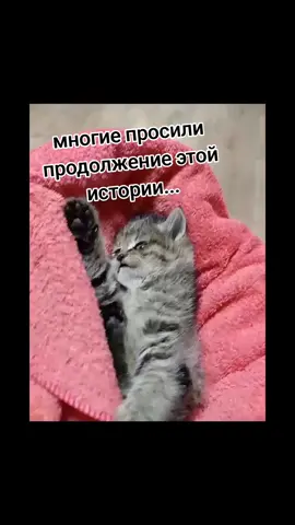 Друзья, по вашим просьбам продолжение про котика🥰 Знакомьтесь это прекрасный мальчик Чуви😍 который сразу же обрёл свой дом❤️ наша @nchirkova83 забрала его в свою семью🤗 теперь Чуви находится в добрых и любящих ручках❤️❤️❤️#казахстан🇰🇿 #петропавловск #бездомныеживотные #волонтеры #питомцы 