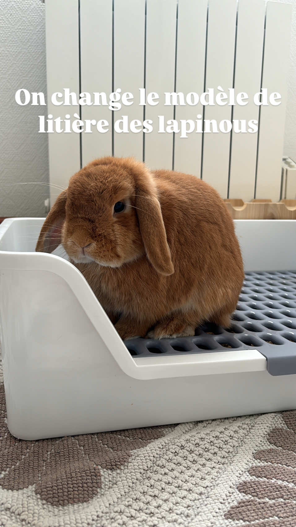 #litterbox #lapin #rabbits #rabbitsoftiktok #bunny #bunnies #bunniesoftiktok 