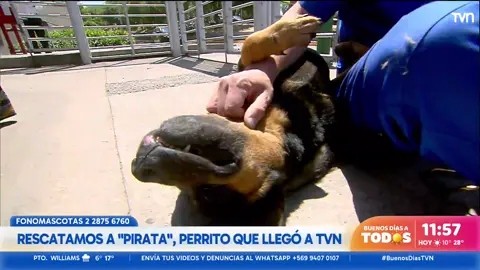 ☀️#BuenosDíasTVN| Pirata llegó hace pocas semanas a las puertas de TVN y buscaba dueño, Seba y las amigas de Ayuda Callejeros lo dejarán al 100 para que se lo lleve su nueva dueña. #perrosygatos #Lindorfo #rescateanimal #veterinarios #consejos #parati #fyp #chile