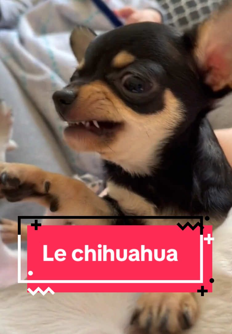 Ils sont horrible mais si minion a la fois 😍😍🥶#chihuahua #humor #dog 