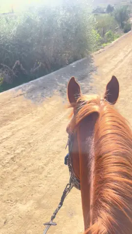 #baladeacheval #equitation #alger #cheraga #douniaparc 