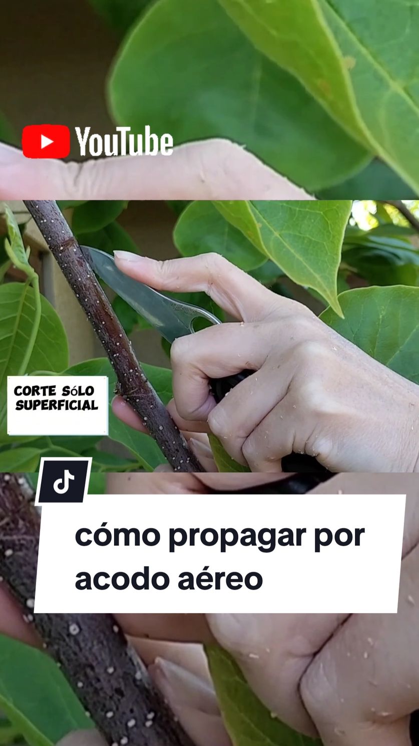 cómo propagar tu Magnolio por acodo aéreo. Para ver el vídeo completo te invito a mi canal de Youtube. link en mi perfil  #botanica #plantas 