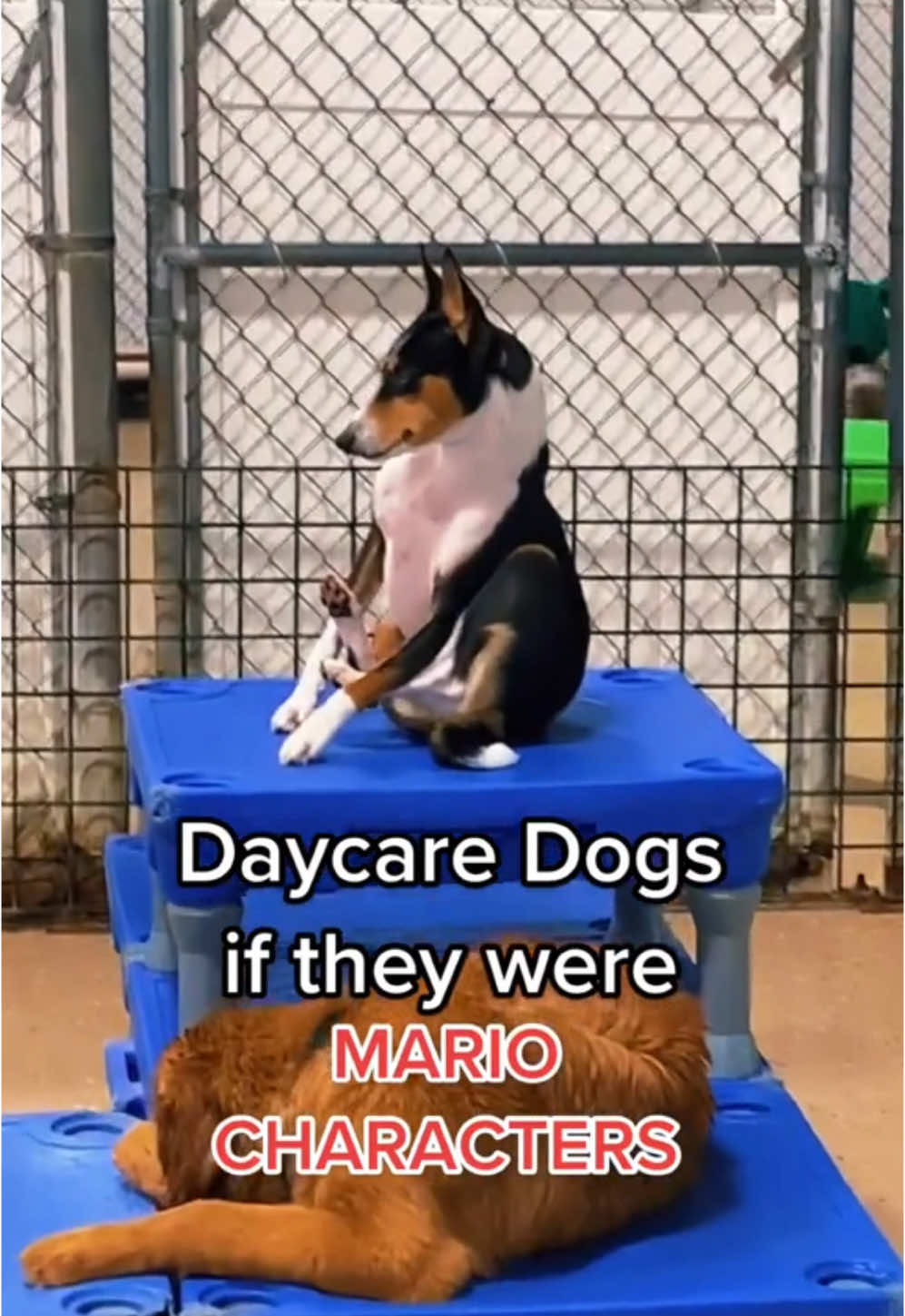 #onthisday  still a classic 😂 #dogsatdaycare #dogdaycare #doggydaycare #doggiedaycare #dog #dogs #mario #mariotrend #dogtok #dogsatdaycare 