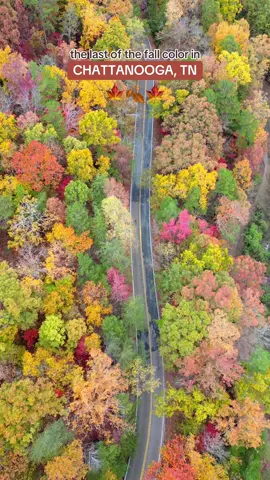 last scenes of fall color 11/20/24 📸🫶🏼🍁 chattanooga, tennessee 
