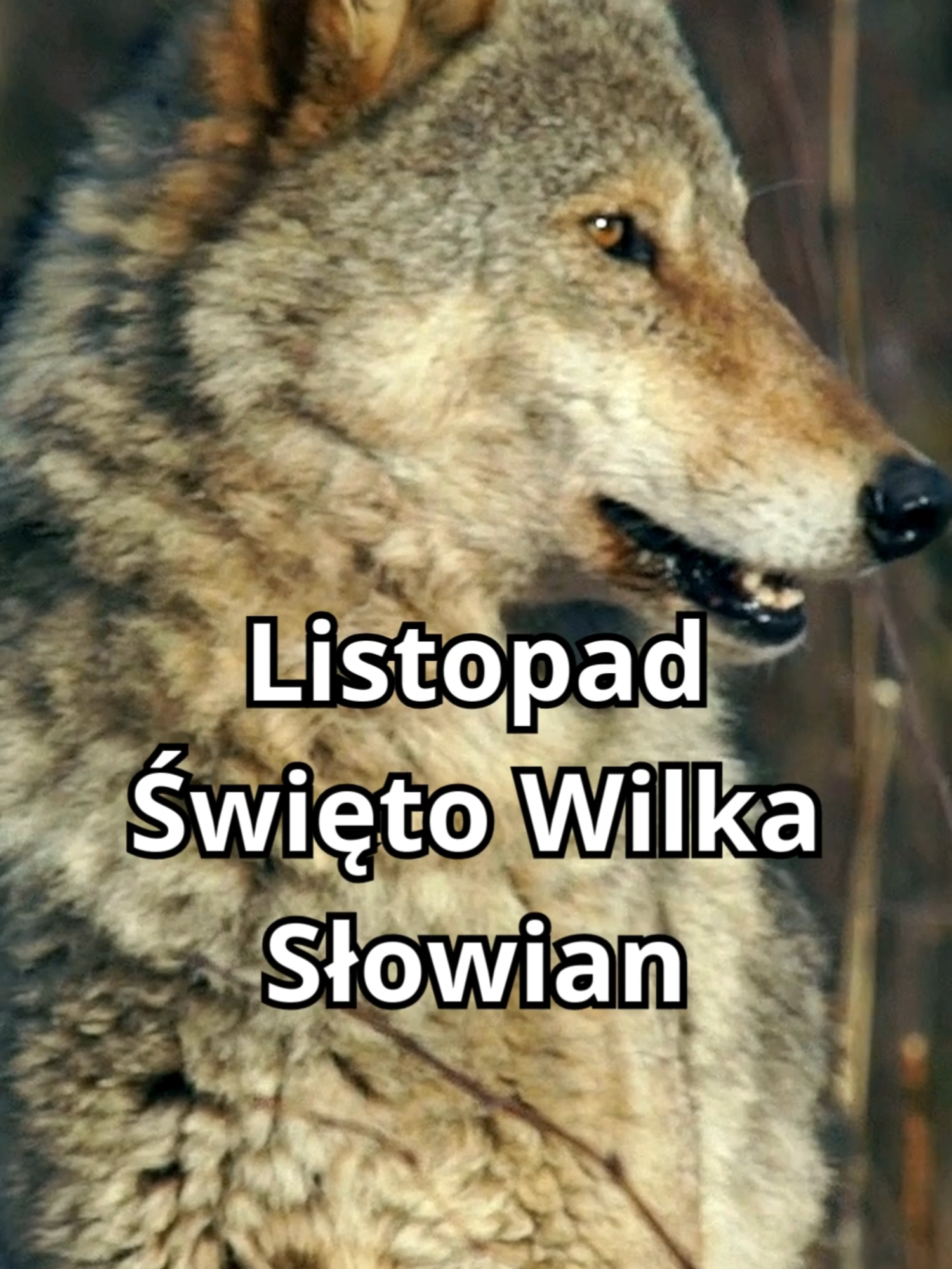 Listopad – Święto Wilka: Słowiańska magia, legenda i duch natury. #MitologiaSłowian #święto #tajemnice  #Wilk #Legendy #mitologiasłowiańska #historia #Folklor #Listopad #Wilki #LegendyLudowe #Natura #wataha #watacha #wardega #las #bieszczady #myśliwy #magia #czarownica #wiedźma #medytacja #znakzodiaku #słowianie #słowianki