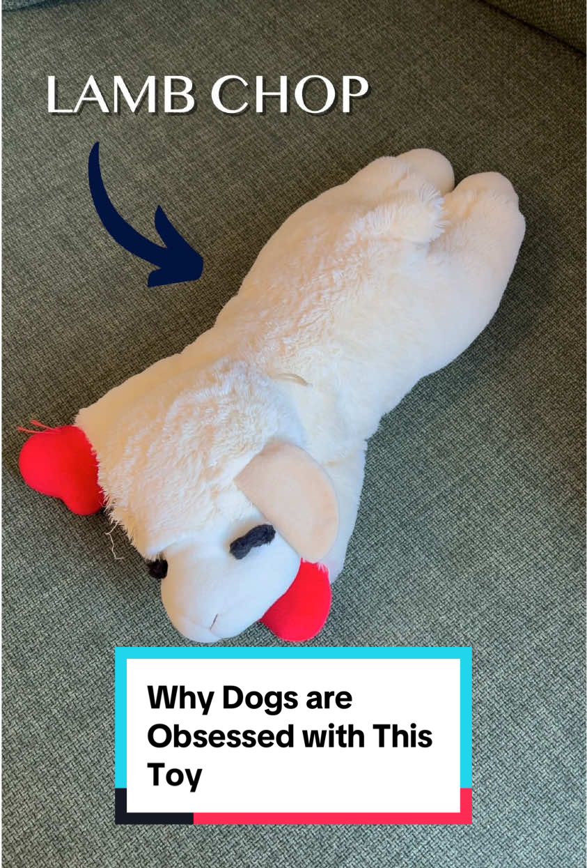 Why Dogs Are Obsessed with This Lamb Toy #creatorsearchinsights #dogsoftiktok #dognecessities #puppy #lambchop #dogtoy #dogstories #doglover 