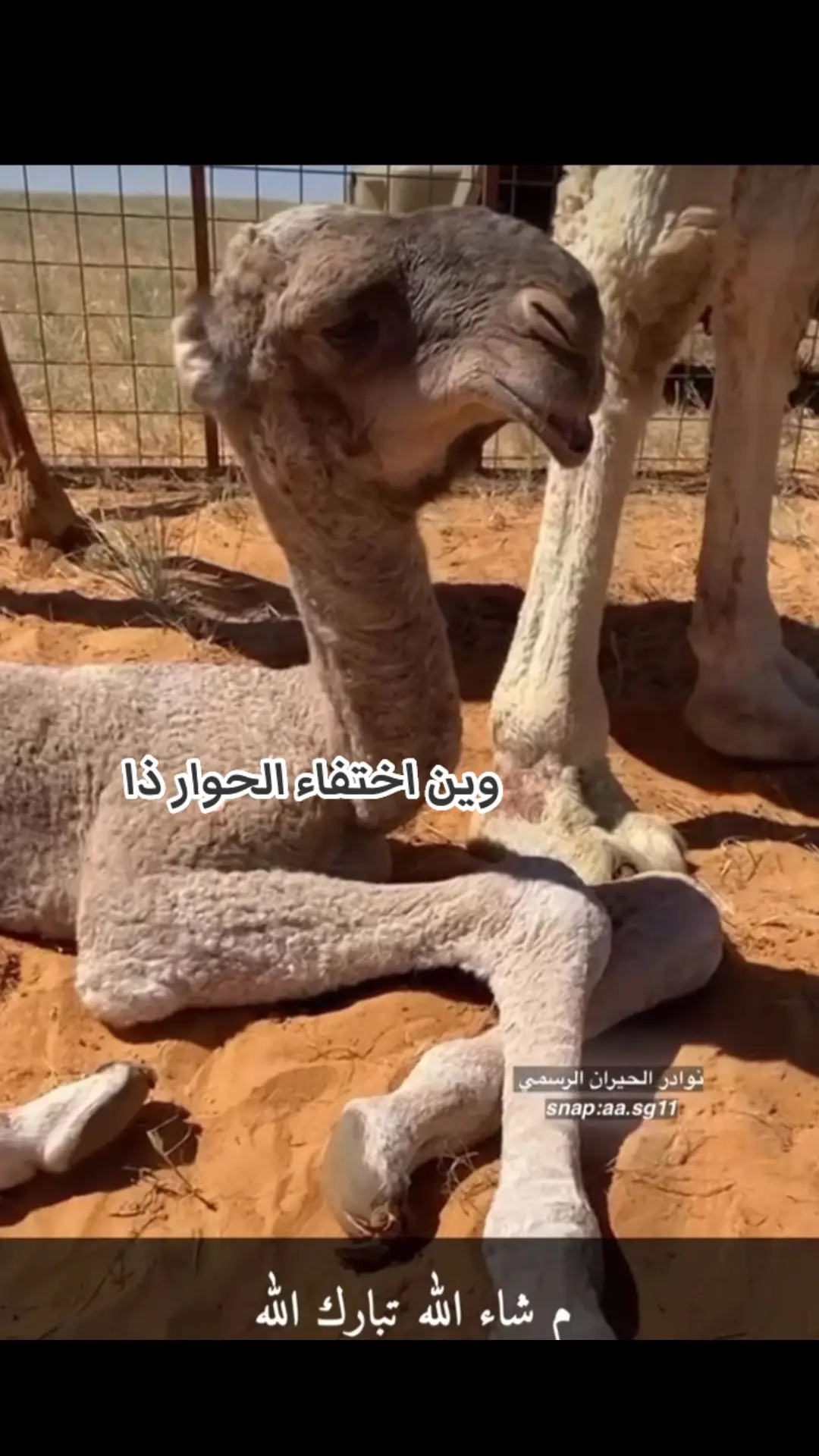 #السعوديه #البل 