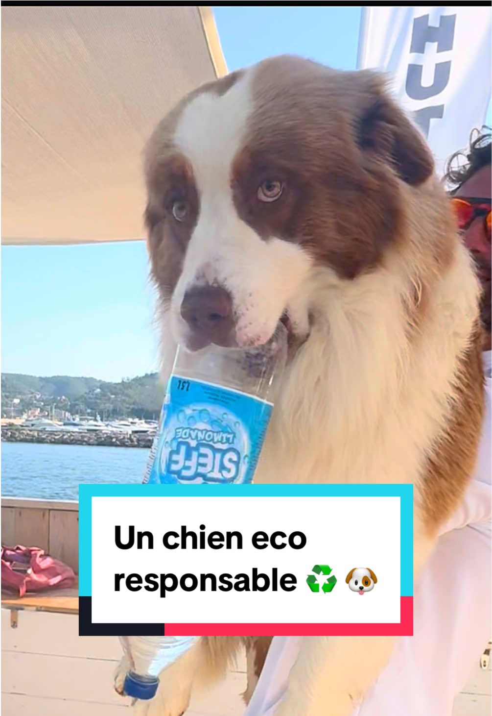 Y’a que moi qui réflechis sur cette planète ou quoi 🐶♻️🌍 #laviederambo #bergeraustralien #humour #drole #pourtoi #chien #mignon #viral 