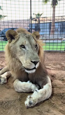 LISTEN TILL END!!! Albuqaish Jungle is UNIQUE 🤲😍 #oneandonly #animallover #lion #wolf #albuqaishprivatezoo #nordineduzoo #dubai #emirates #sharjah #hamdullah #lionking 