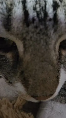#catsoftiktok #kiss 