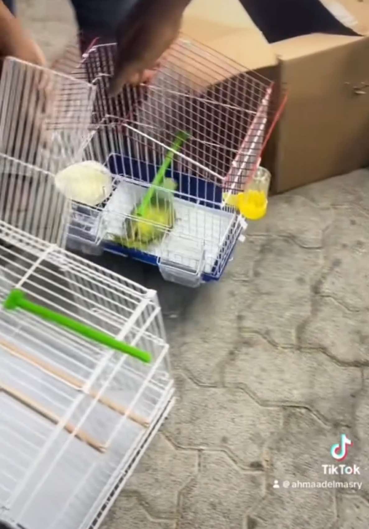 #viralvideo #tiktokviral #💞 #tiktokpartner #bird #birdsoftiktok #funnyccontantad #birds #fyp 