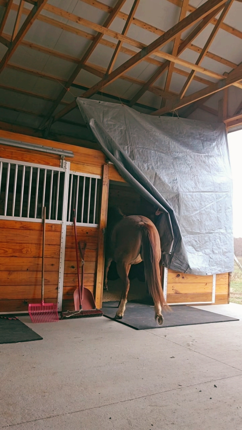 Ignore the tarp 🙈 We don't have the doors done just yet and when it rains it blows into the first stall: coming soon though! ☺️ Still have quite a bit to do... but this feeling I get though when I get to come up to this every single day. IYKYK!!! #newbarn #blessings #hardwork 