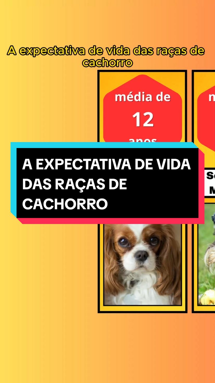 A expectativa de vida das raças de cachorros #curiosidades #entretenimento #cachorro #cachorros #foryoupage #fyp 