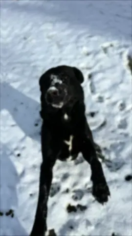 Ariels first snow - she LOVED it! #wnc #averycounty  #afterhelene #helene #wesurvived #wnc #foryoupage #mydog #fyp #snow #dogsoftiktok #lab #northcarolina #appalachianmountains 