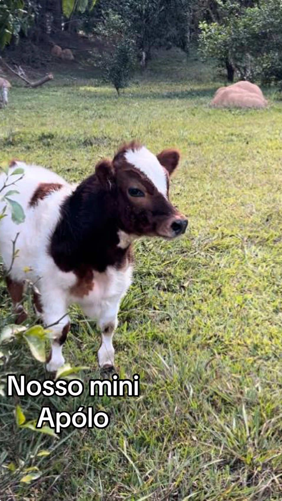 Esse é o mini querido Apólo!! Uma fofurinha🐮❤️ #minivaca #miniholandes #minivacaleiteira #apollo #fofura #fouryou #fypp #minianimais #miniboi 