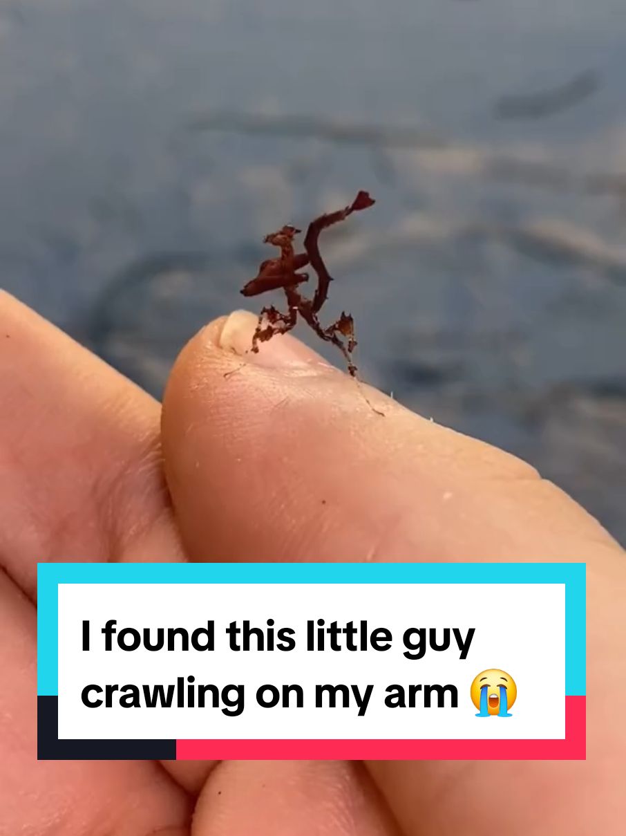 I found this little guy crawling on my arm 😭 #critter