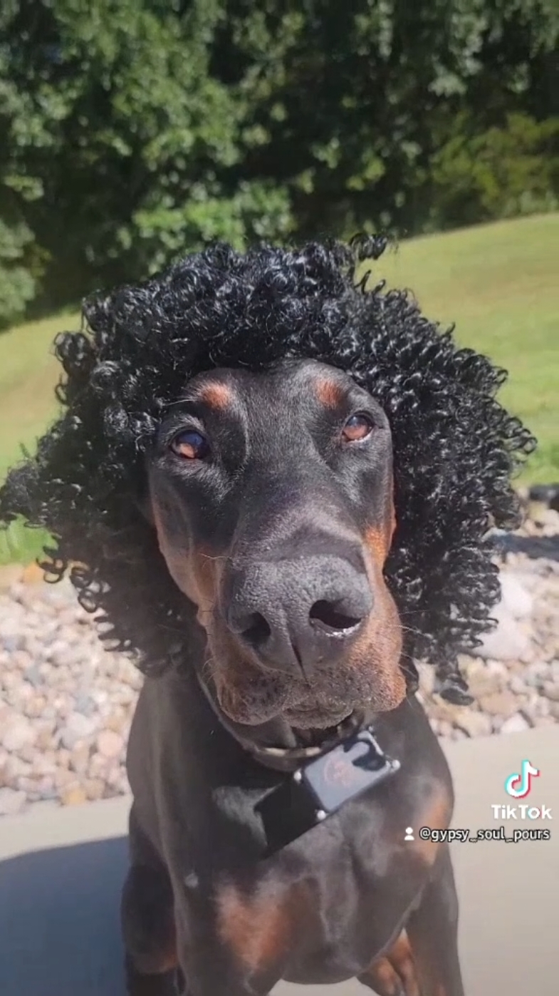 When your dog literally is Randy Watson. #sexualchocolate #randywatson #eddiemurphy 