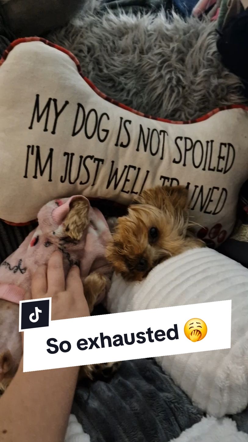 So exhausted 🥱 #yorkiesofficial #yorkiemommy #yorkiemummy #yorkieslife #yorkiemum #yorkiemom #yorkshireterriers #yorkshire_terrier #yorkshire_terriers #yorkiesoftiktok #dogtok 