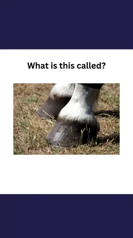 animal body parts  #english #basicenglishquiz #engquiz #englishvocabulary #learnenglish #animals