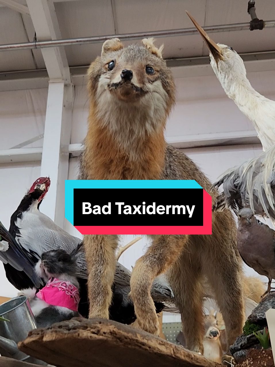 #badtaxidermy #oh 