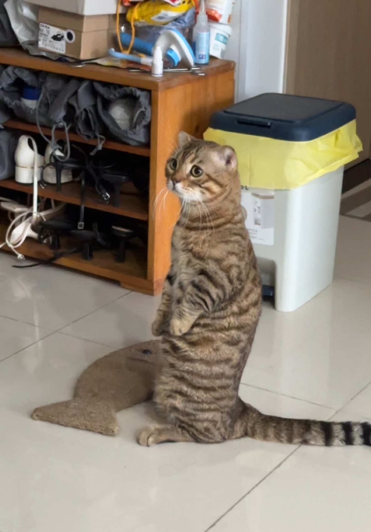 Đẹp meow  #catsoftiktok 