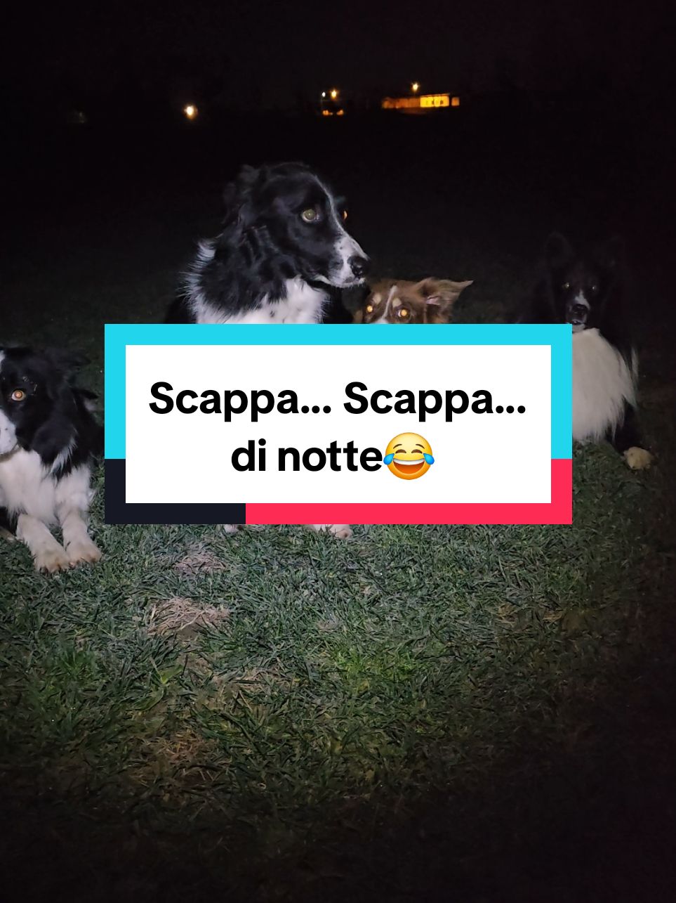 Scappa Scappa di notte🌠🌙...😂#Nhâtalino #Nhât #Nhâtalinomonello #bordercollie #shetlandsheepdog #caniditiktok #dogsoftiktok #dogs #cani #canidivertenti #funnydog #addestramentocani #educatorecinofilo #doglover #amico4zampe 