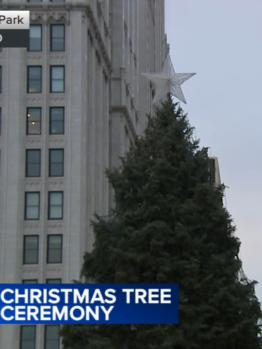 The official Chicago Christmas tree, which was donated by a Logan Square family and placed in the park earlier this month, will be illuminated Friday evening. #news #chicagonews #chicago #christmas #christmastree