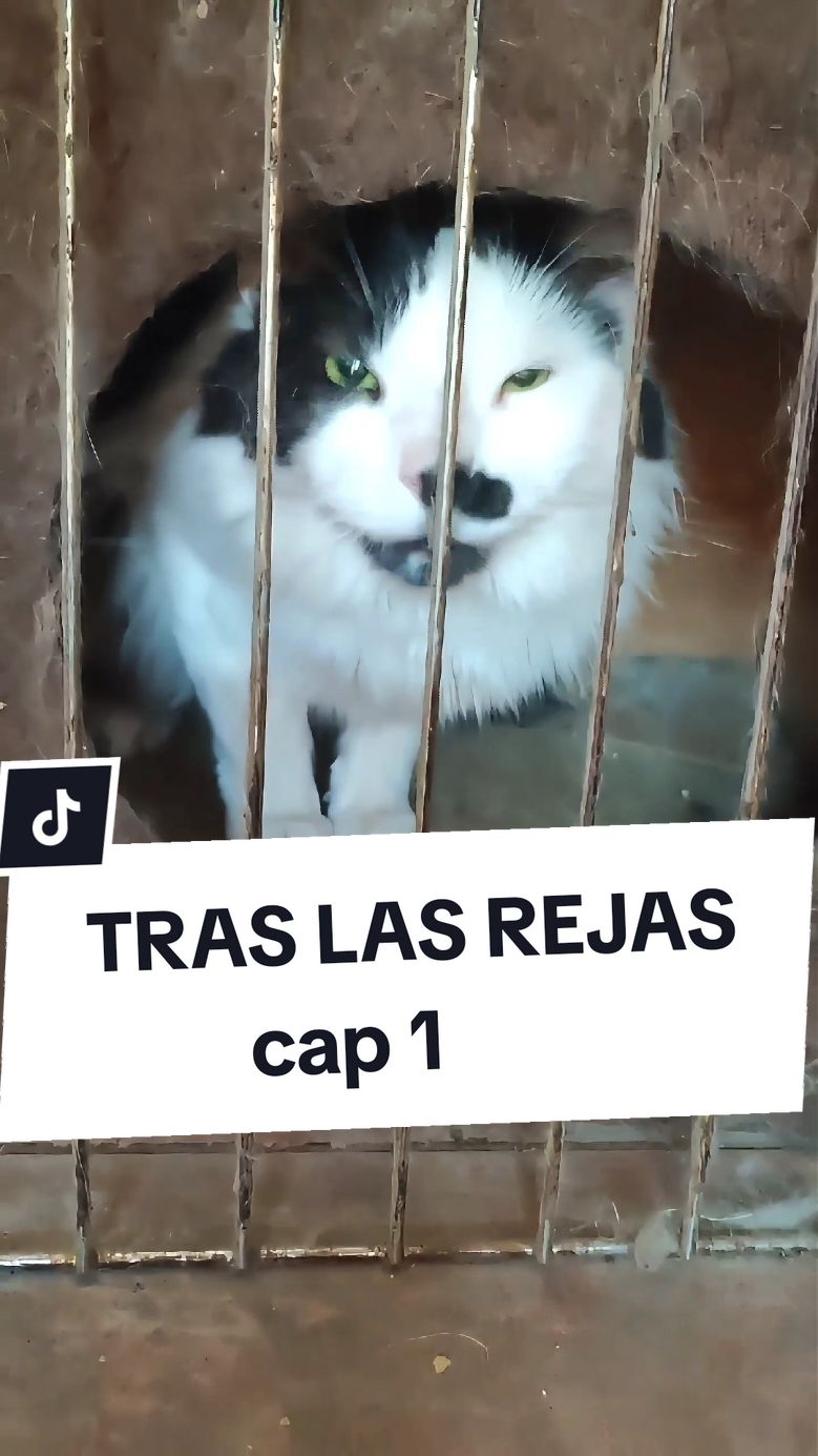 MICHIALERTA MAXIMA ,REO AMENAZA A SU SEÑORA EN EL DIA DE VISITA CONYUGAL  cárcel de gatitos #carceldegatitos😻😸 #alertamaxima #traslasrejas #cocochinoelgato #gatosenprision  #gatochoro #chilenismos #gatoflaite 