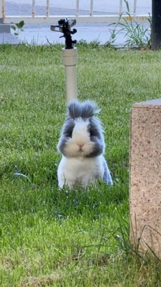 Saw this cutest Creature on the station. #cutebunny #rabbitsoftiktok #bunny #rabbits 