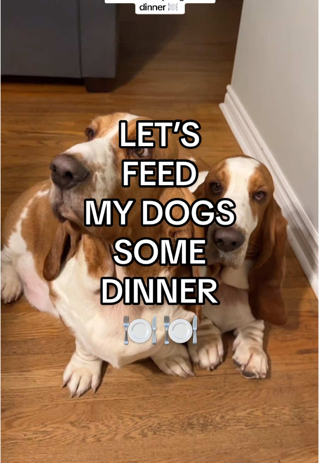 Let’s feed my house goblins some dinner ! @Open Farm Pet 🏷️ GUSSY for 15% off + @BigCountryRaw  In the cutest @Outward Hound slow feeders @winners + @Homesense have amazing dog sections, check them out! #dogsoftiktok #bassethound #dogfeeding #dogfeedingroutine #feedmydog #rawfeddog #rawfeeding 