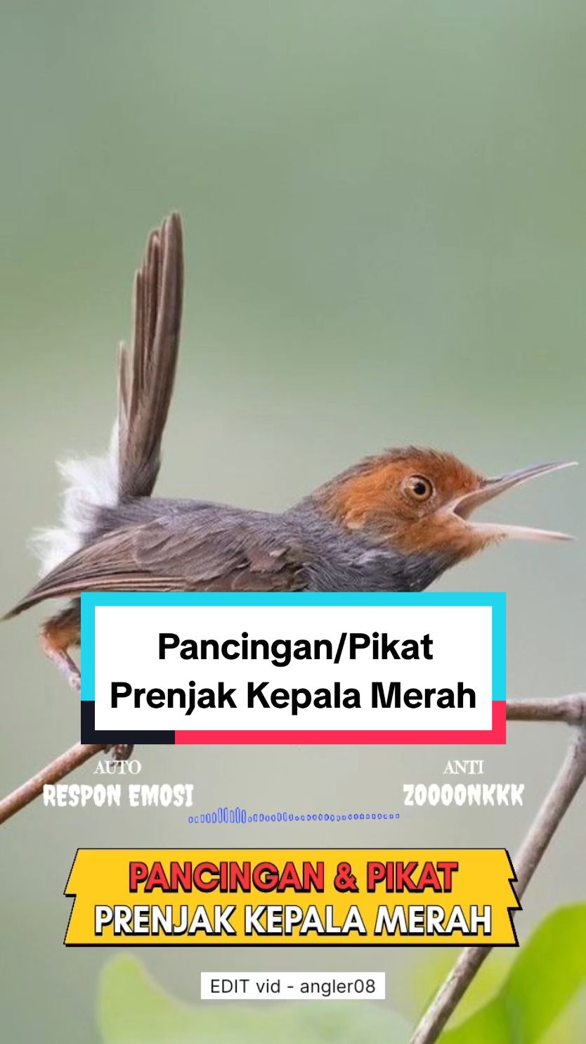 pancingan pikatan prenjak kepala merah/prenjak klawu #pancinganprenjakkepalamerah #pancinganprenjakklawu #pikatprenjakkepalamerah #pikatprenjakklawu #burungprenjakkepalamerah #prenjakklawu #prenjakkepalamerah #prenjak #prenjakkepalamerahgacor #pancinganprenjakemosi #prenjakkepalamerahjantandanbetina #pancinganburung #pikatburung #kicaumania #fyp #prenjakgacor 