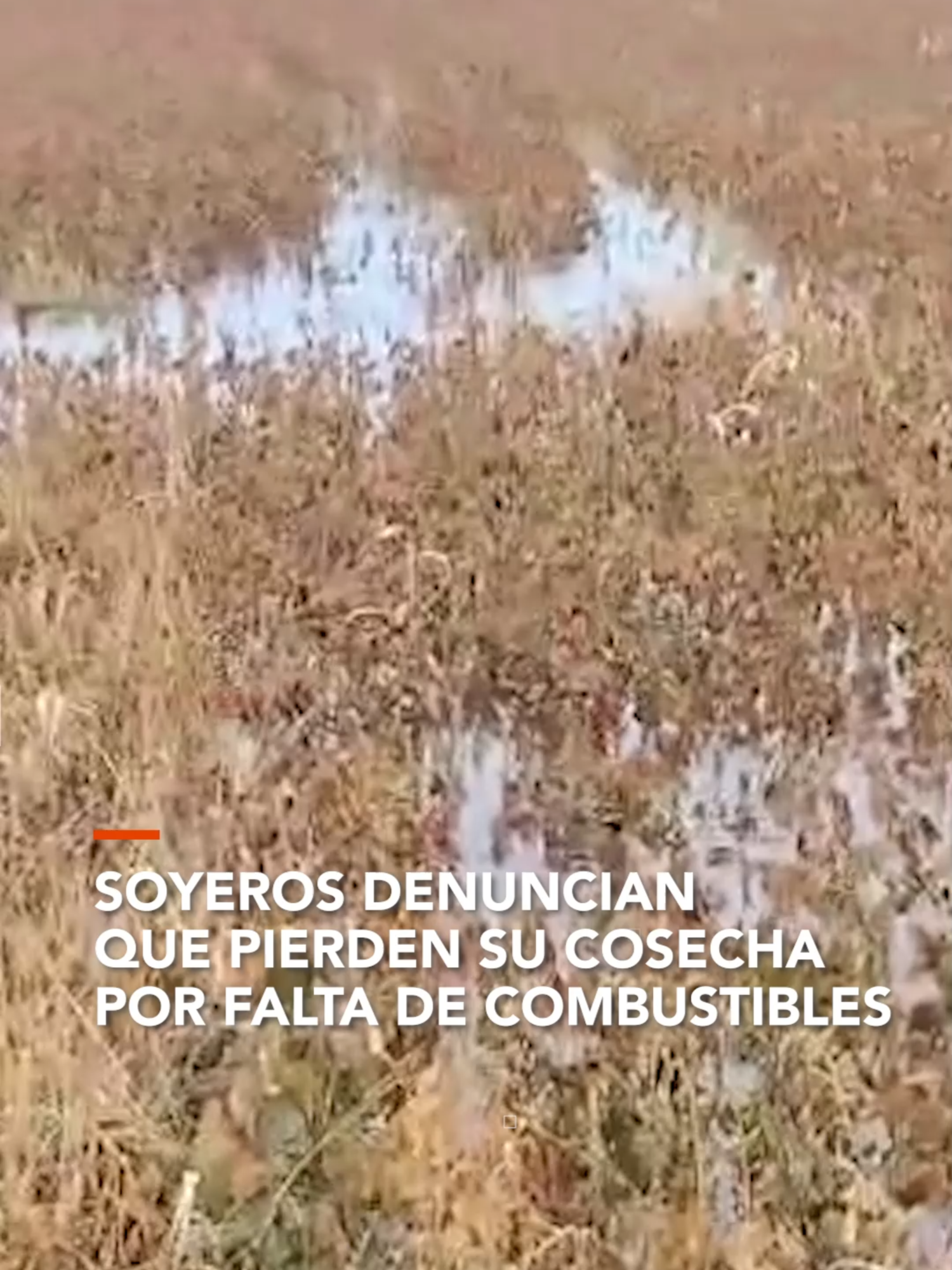 #SantaCruz I Un soyero muestra como se encuentra su sembradío bajo el agua, denuncia que no pudo cosechar debido a la falta de carburantes. ▶️ Más información en www.reduno.com.bo #RedUno #RedUnoDigital #Notivisión