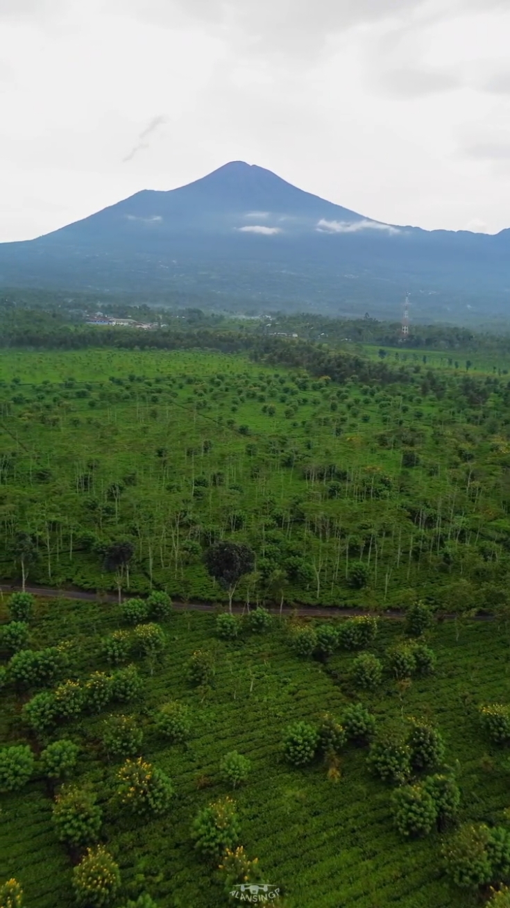 Banyak orang tidak tau kalau ini di Pemalang 😍, tepatnya di:📍kebun teh semugih, Moga 🎥 : IG / Alansingp #pemalang #fyppemalang  #pemalang24jam #pemalangikhlas #jawapride #jawa #jawatengah #beritatiktok #fyp #fypviralシ 