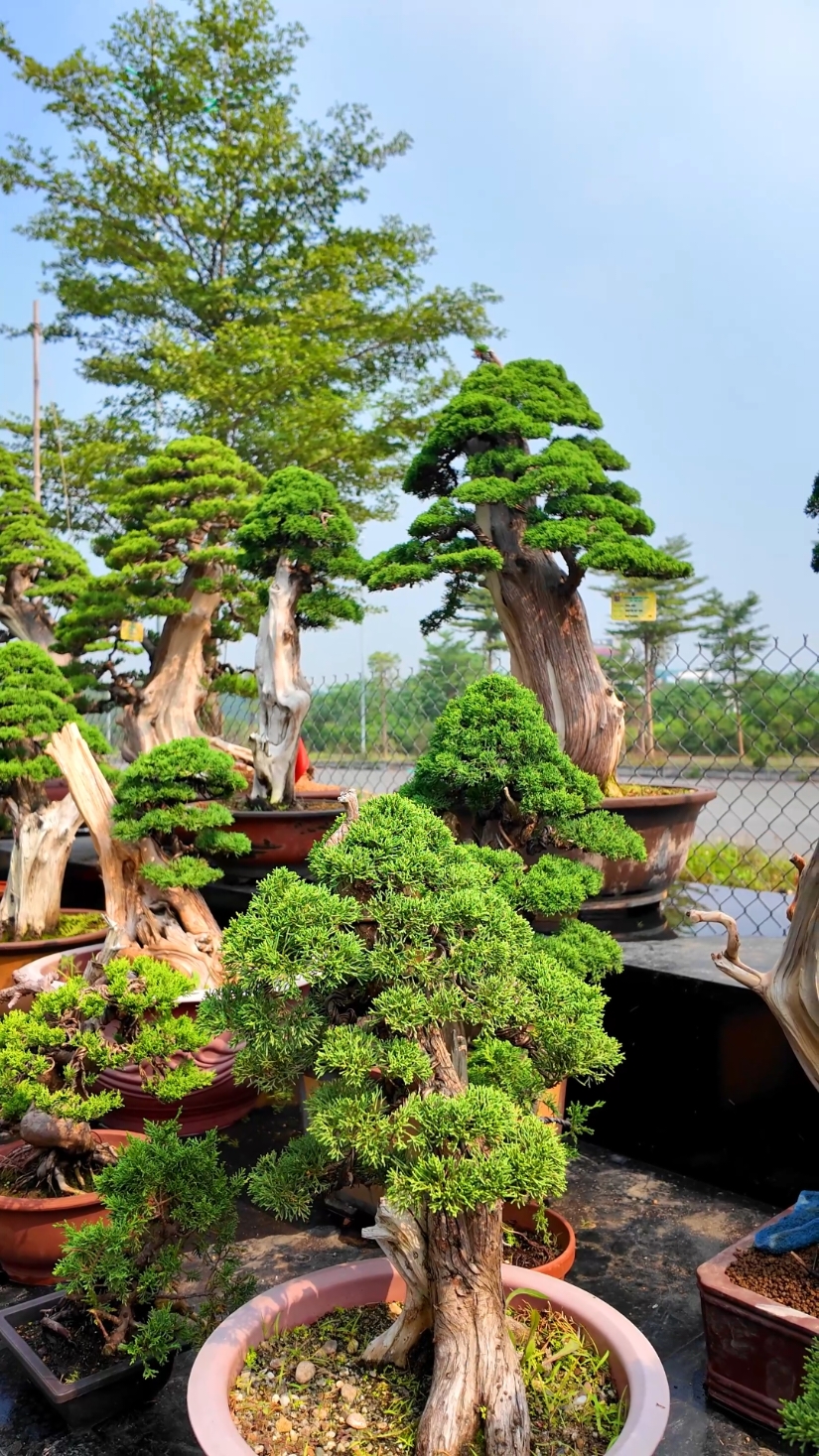 Buổi sáng ở một vườn Tùng bonsai đẹp của @Hòa Duy Bonsai