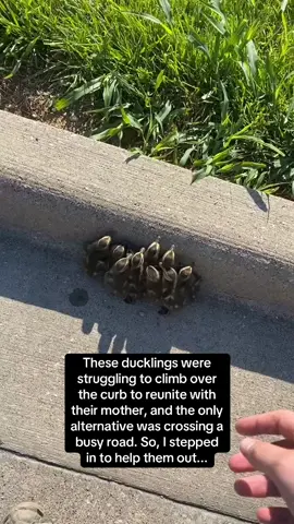 Ducklings instinctively imprint on their mother within hours of hatching, meaning they recognize her as their caretaker and follow her everywhere. This strong bond helps them learn survival skills like finding food and staying safe 🦆 #RoadTo16Million #Pubity  (Travis Waage via ViralHog)
