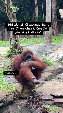 Em xin lỗi sếp…#vinwondersphuquoc #vcreator #grandworldphuquoc #safariphuquoc #wakeupfestival #fyp #xh #viral #s4zpwek 